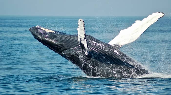Biblical Meaning of Killer Whale Dreams: Symbolism of Strength and Wisdom 2 Biblical Meaning of Killer Whale Dreams: Symbolism of Strength and Wisdom