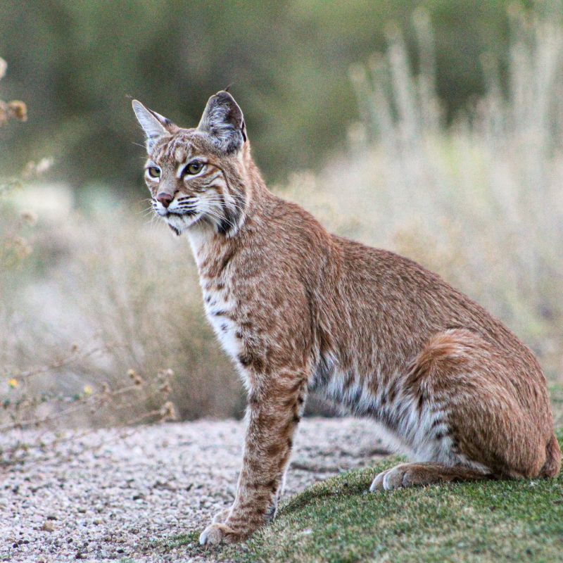 What Does Dreaming of a Bobcat Mean? Spiritual and Psychological Insights 3 What Does Dreaming of a Bobcat Mean? Spiritual and Psychological Insights