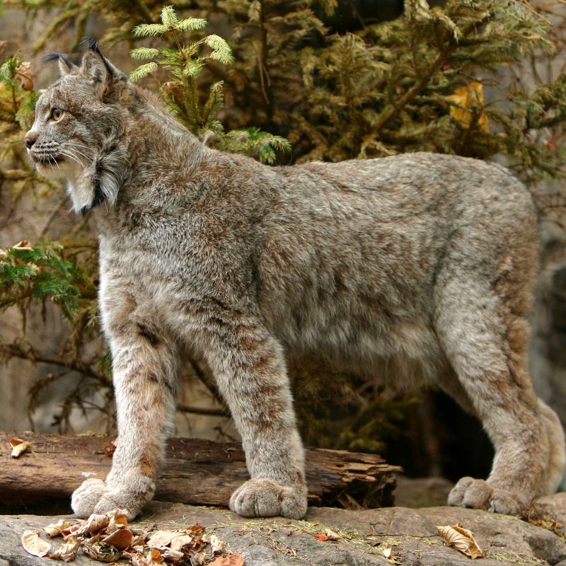 What Does Dreaming of a Bobcat Mean? Spiritual and Psychological Insights 2 What Does Dreaming of a Bobcat Mean? Spiritual and Psychological Insights