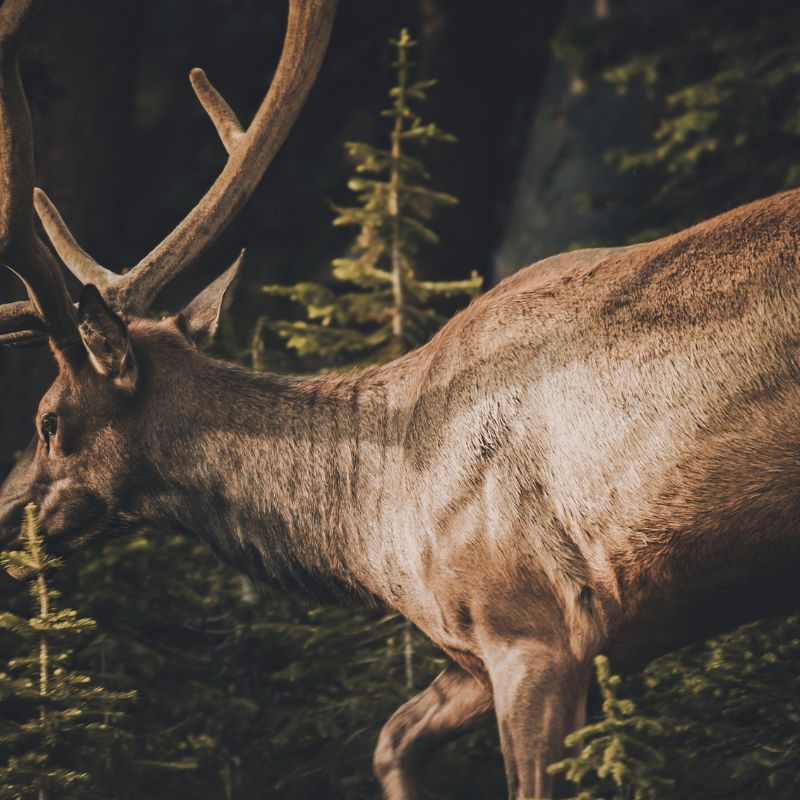 Understanding Elk Dreams: Symbolism of Strength, Resilience, and Guidance 3 Understanding Elk Dreams: Symbolism of Strength, Resilience, and Guidance