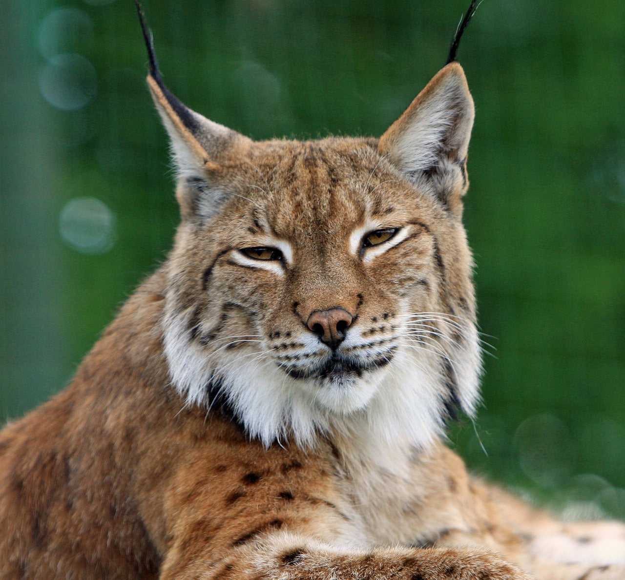 What Does Dreaming of a Bobcat Mean? Spiritual and Psychological Insights 1 What Does Dreaming of a Bobcat Mean? Spiritual and Psychological Insights