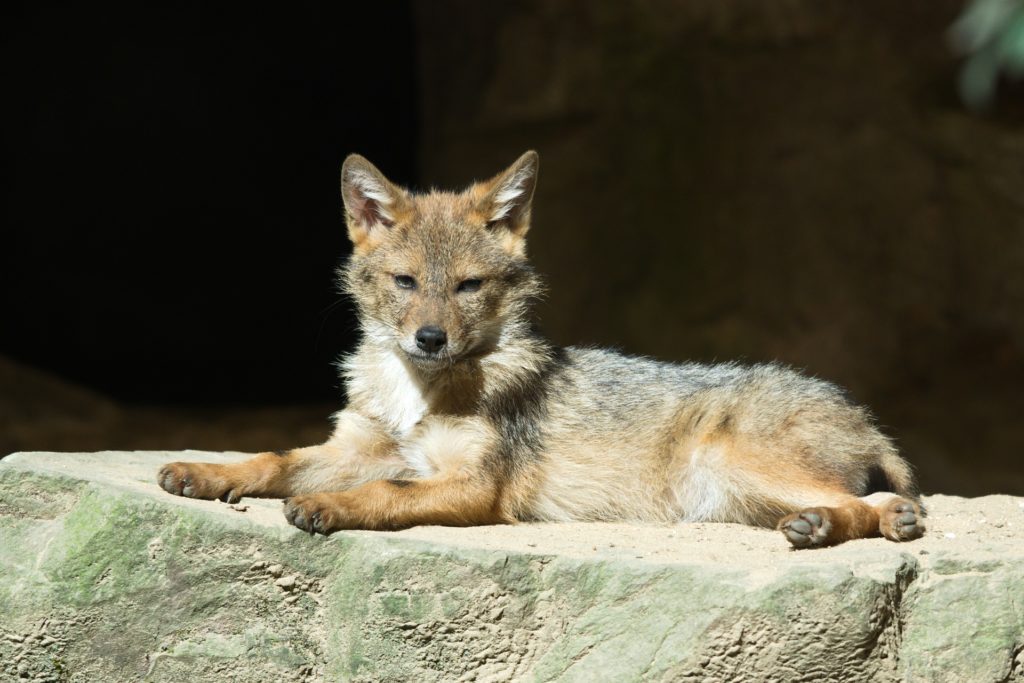 Coyote in Dream Meaning: Uncover Hidden Messages & Spiritual Insights 2 Coyote in Dream Meaning: Uncover Hidden Messages & Spiritual Insights