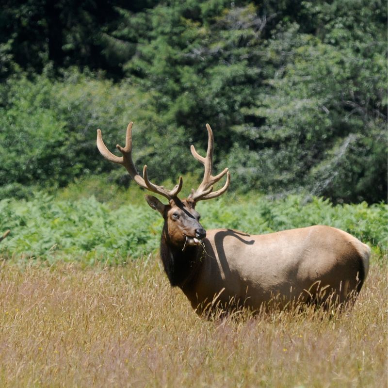 Understanding Elk Dreams: Symbolism of Strength, Resilience, and Guidance 4 Understanding Elk Dreams: Symbolism of Strength, Resilience, and Guidance