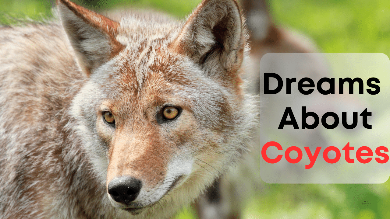 Coyote in Dream Meaning: Uncover Hidden Messages & Spiritual Insights 1 Coyote in Dream Meaning: Uncover Hidden Messages & Spiritual Insights