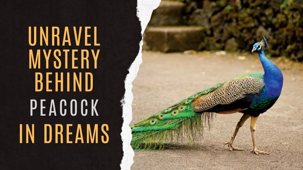 What Does a Peacock in Your Dream Mean? Interpretations and Insights 2 What Does a Peacock in Your Dream Mean? Interpretations and Insights