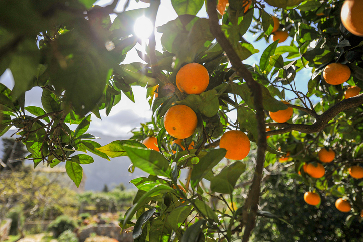 Discover the Hidden Meaning of Orange Tree Dreams: Prosperity, Vitality, and More 1 Discover the Hidden Meaning of Orange Tree Dreams: Prosperity, Vitality, and More