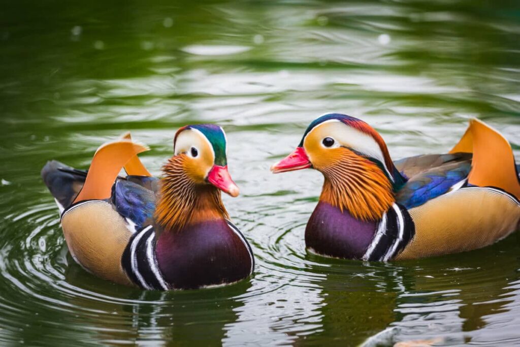 Unlocking the Power of Feng Shui Ducks for Love and Serenity 1 Unlocking the Power of Feng Shui Ducks for Love and Serenity