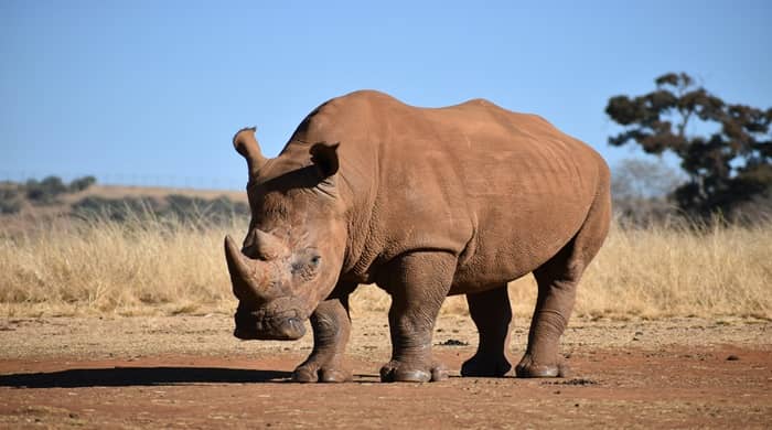 What Does Dreaming of a Rhino Mean? Insights on Power and Inner Strength 3 What Does Dreaming of a Rhino Mean? Insights on Power and Inner Strength
