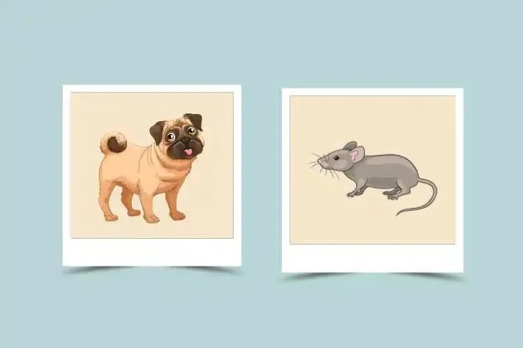 Rat and Dog in Chinese Astrology: Exploring Personality Traits and Relationship Compatibility 1 Rat and Dog in Chinese Astrology: Exploring Personality Traits and Relationship Compatibility