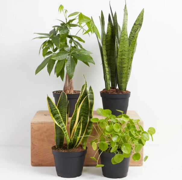 Top Feng Shui Trees for Your Home: Enhance Positive Energy and Prosperity 2 Top Feng Shui Trees for Your Home: Enhance Positive Energy and Prosperity