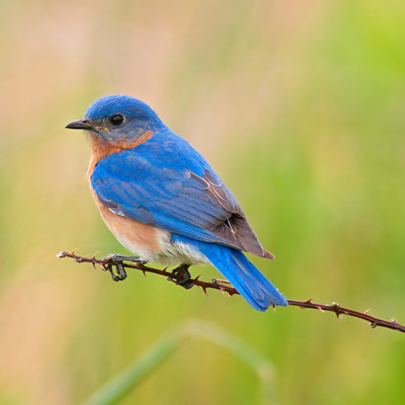 Blue Bird Dream Meaning: Unlocking the Symbol of Innocence and Joy 1 Blue Bird Dream Meaning: Unlocking the Symbol of Innocence and Joy
