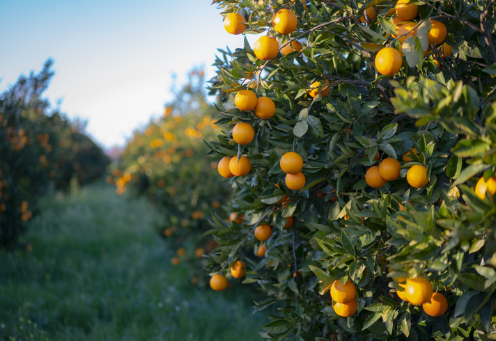 Discover the Hidden Meaning of Orange Tree Dreams: Prosperity, Vitality, and More 3 Discover the Hidden Meaning of Orange Tree Dreams: Prosperity, Vitality, and More