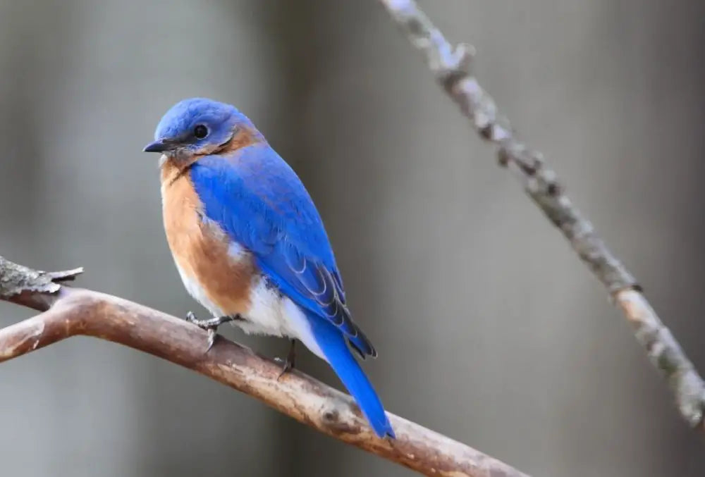 Blue Bird Dream Meaning: Unlocking the Symbol of Innocence and Joy 2 Blue Bird Dream Meaning: Unlocking the Symbol of Innocence and Joy