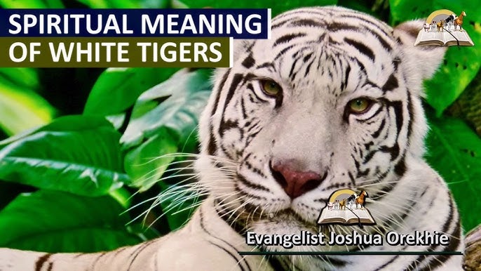 What Does Dreaming of a White Tiger Mean? Symbolism and Spiritual Interpretations 4 What Does Dreaming of a White Tiger Mean? Symbolism and Spiritual Interpretations