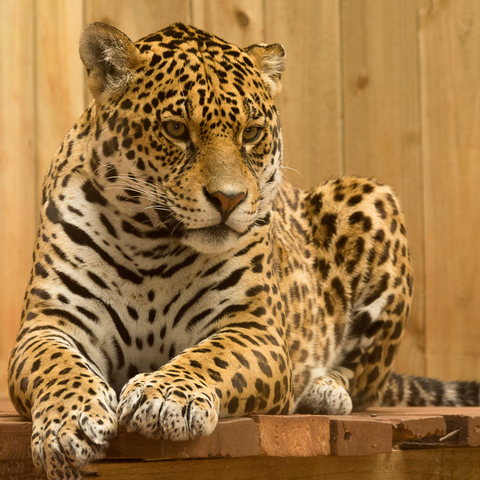 What Does Dreaming of a Jaguar Mean? Discover the Hidden Strengths and Insights 1 What Does Dreaming of a Jaguar Mean? Discover the Hidden Strengths and Insights