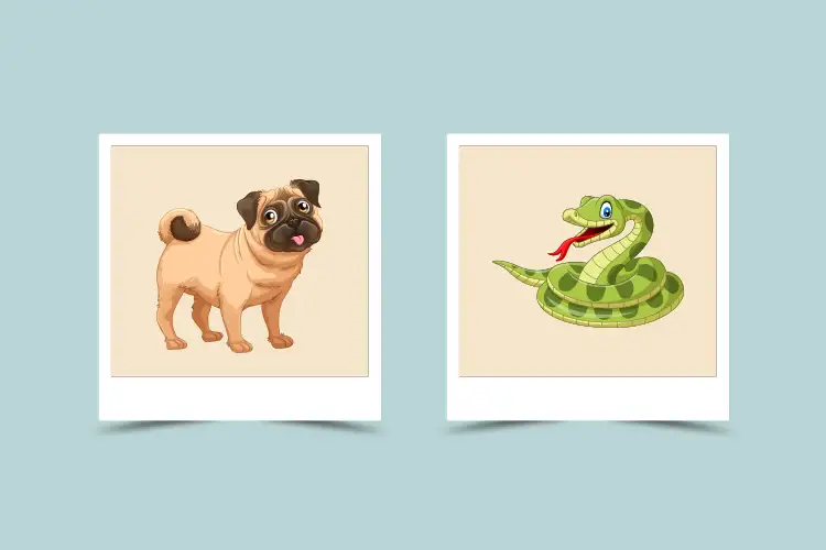 Chinese Zodiac Dog and Snake: Compatibility, Personality Traits, and Relationship Guide 3 Chinese Zodiac Dog and Snake: Compatibility, Personality Traits, and Relationship Guide