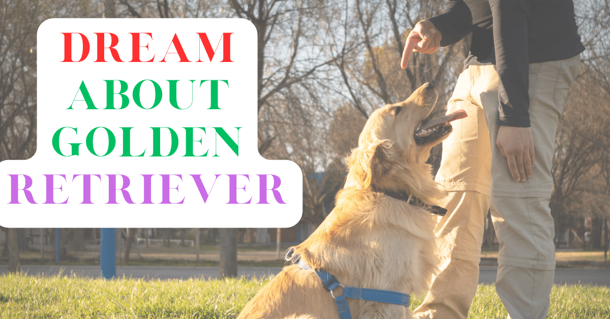 What Does Dreaming of a Golden Retriever Mean? Insights into Loyalty and Protection 2 What Does Dreaming of a Golden Retriever Mean? Insights into Loyalty and Protection