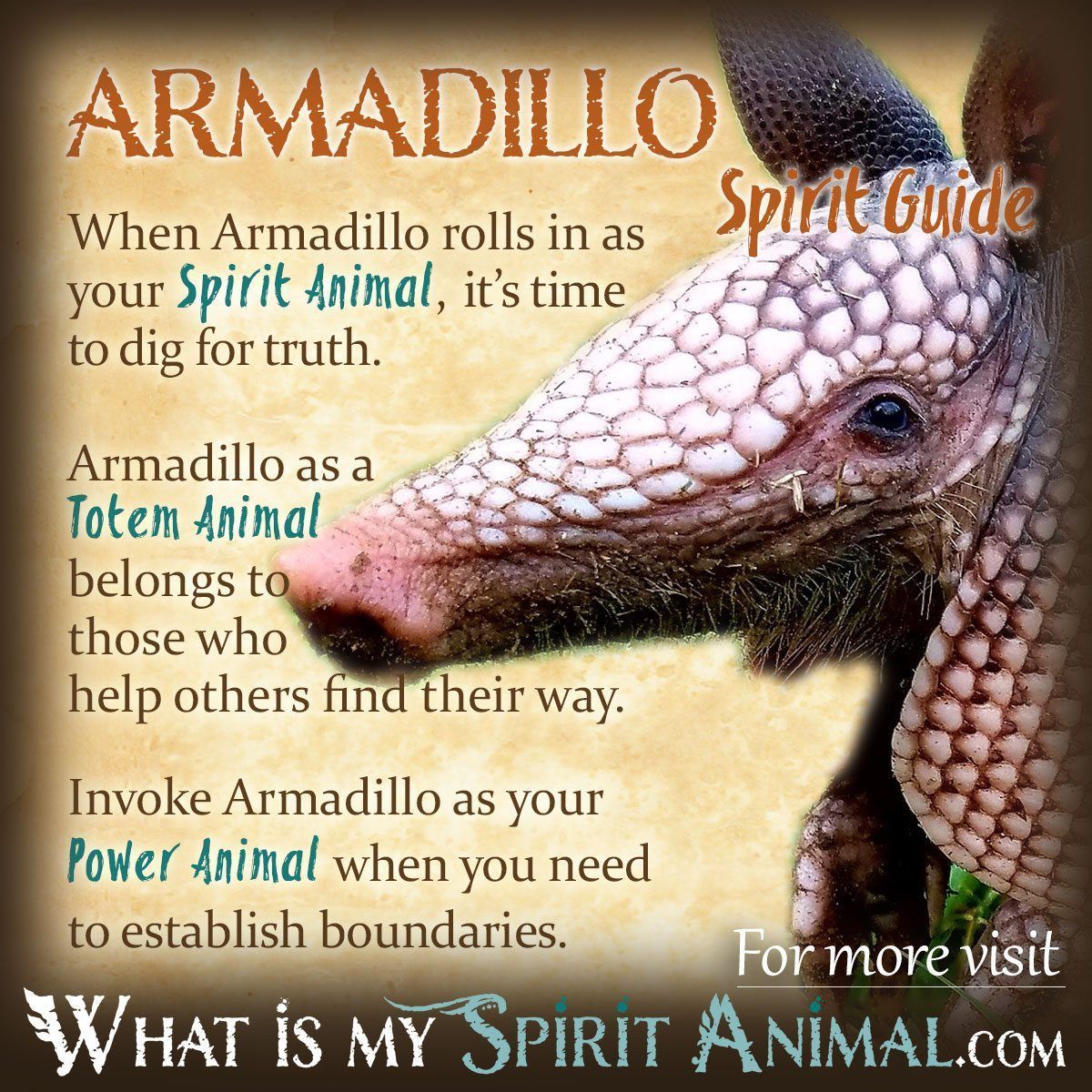 Armadillo Dream Meaning: Discover the Hidden Symbolism Behind Your Dream 1 Armadillo Dream Meaning: Discover the Hidden Symbolism Behind Your Dream