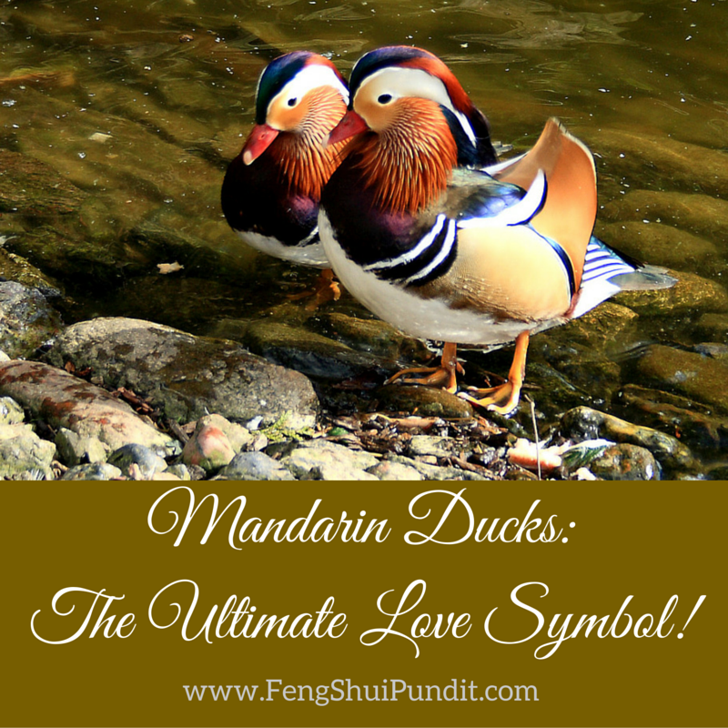 Ducks Feng Shui: Symbolism and Meaning in Your Home 1 Ducks Feng Shui: Symbolism and Meaning in Your Home