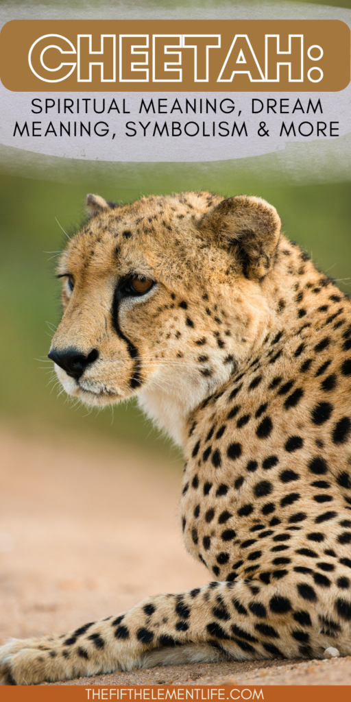 Cheetah Dream Meaning: Unlock the Symbolism of Speed and Power in Your Dreams 2 Cheetah Dream Meaning: Unlock the Symbolism of Speed and Power in Your Dreams