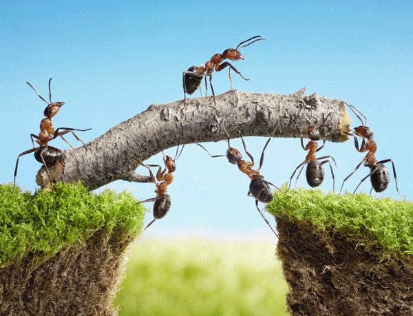 Dream Interpretation: Killing Ants and Its Spiritual Meaning 3 Dream Interpretation: Killing Ants and Its Spiritual Meaning