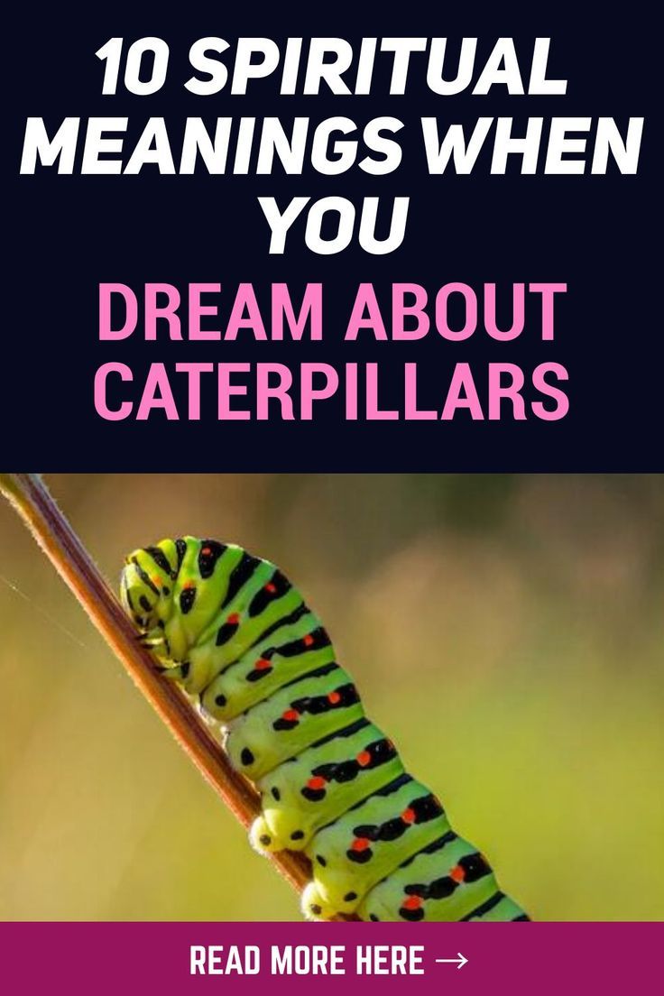 dream meaning caterpillar 1 dream meaning caterpillar