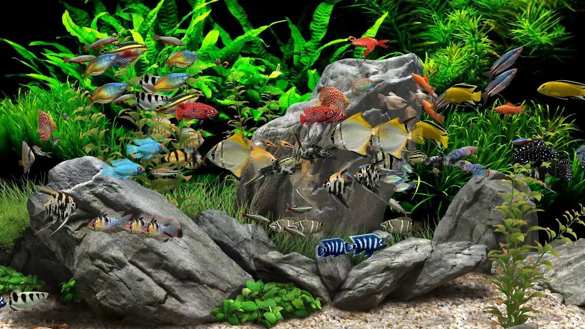 Discover the Hidden Meaning Behind Your Aquarium Dream 1 Discover the Hidden Meaning Behind Your Aquarium Dream