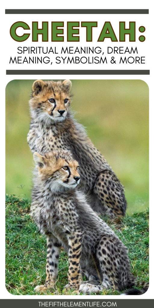 Cheetah Dream Meaning: Unlock the Symbolism of Speed and Power in Your Dreams 3 Cheetah Dream Meaning: Unlock the Symbolism of Speed and Power in Your Dreams