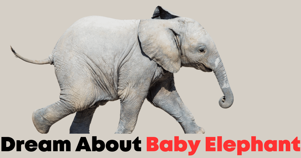 Baby Elephant Dream Meaning: What Does Seeing a Baby Elephant in Your Dream Symbolize? 3 Baby Elephant Dream Meaning: What Does Seeing a Baby Elephant in Your Dream Symbolize?