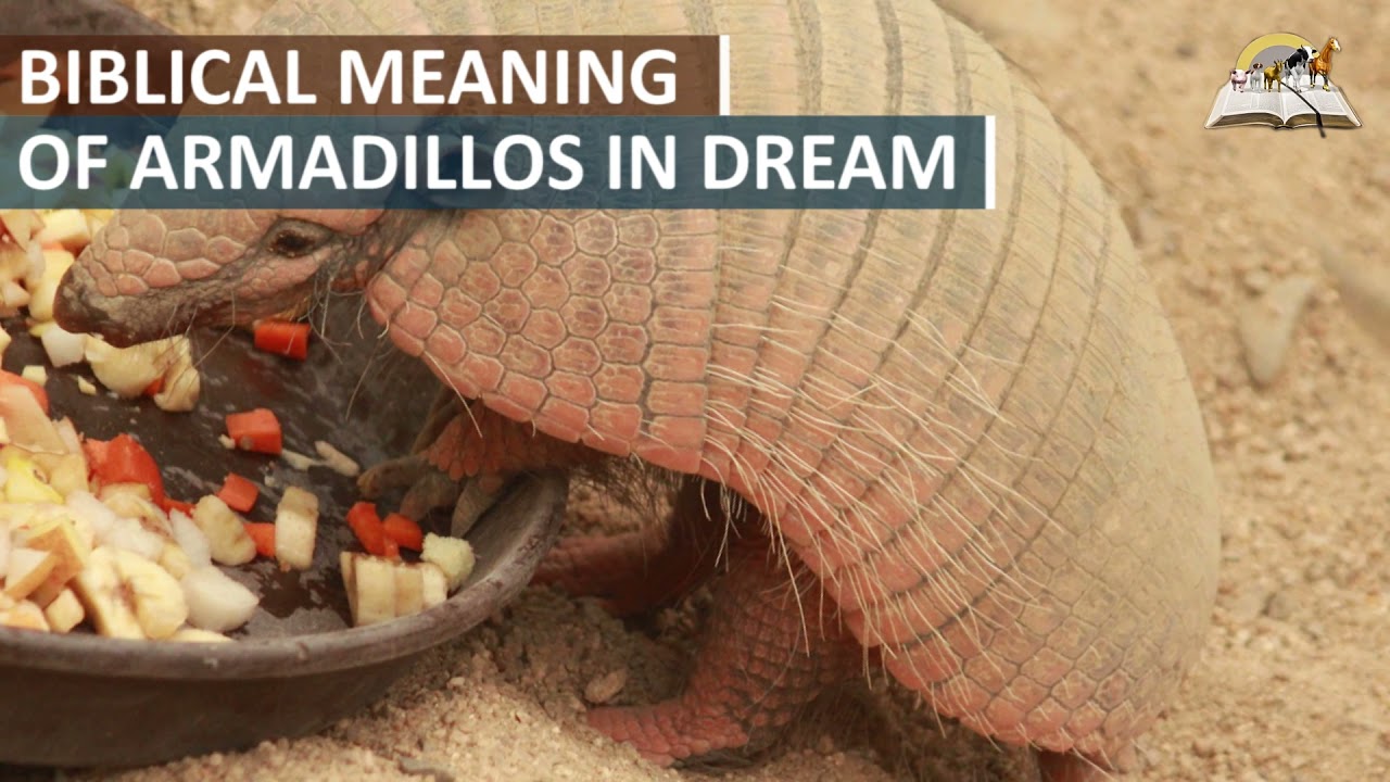 Armadillo Dream Meaning: Discover the Hidden Symbolism Behind Your Dream 2 Armadillo Dream Meaning: Discover the Hidden Symbolism Behind Your Dream