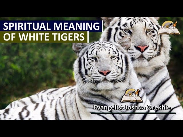 What Does Dreaming of a White Tiger Mean? Symbolism and Spiritual Interpretations 2 What Does Dreaming of a White Tiger Mean? Symbolism and Spiritual Interpretations