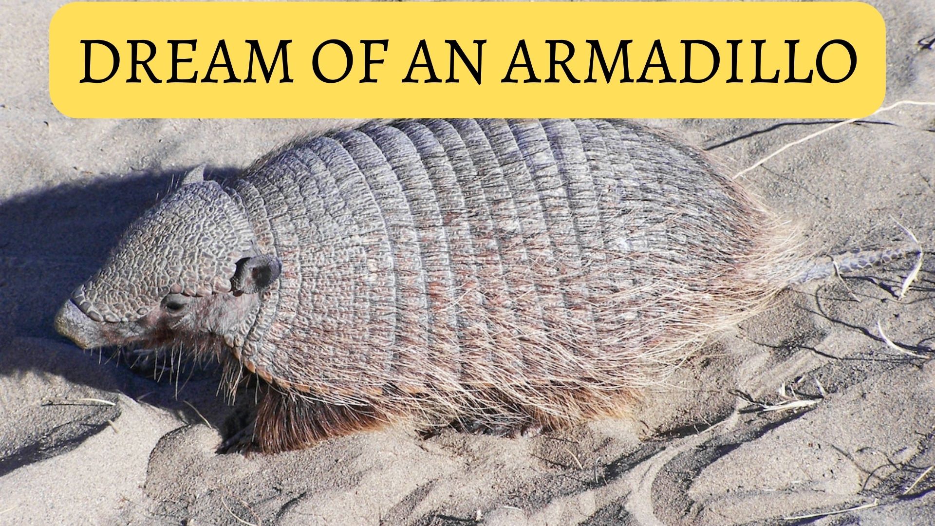 Armadillo Dream Meaning: Discover the Hidden Symbolism Behind Your Dream 3 Armadillo Dream Meaning: Discover the Hidden Symbolism Behind Your Dream