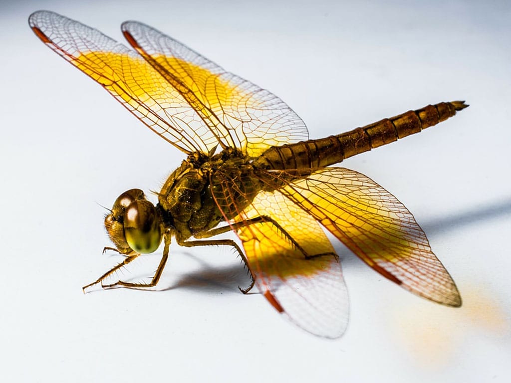 Unlock the Secrets: Dragonfly Dream Symbolism Explained 3 Unlock the Secrets: Dragonfly Dream Symbolism Explained