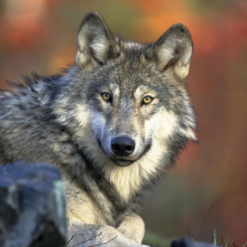 Grey wolf dream meaning: Discover what it signifies when a grey wolf appears in your sleep. 2 Grey wolf dream meaning: Discover what it signifies when a grey wolf appears in your sleep.