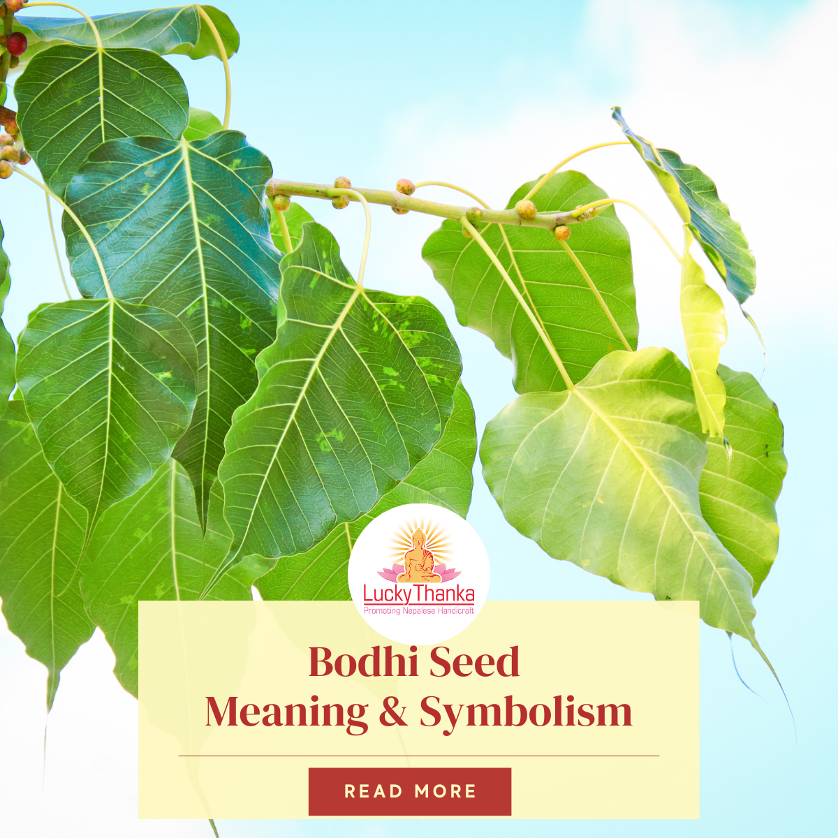 Bodhi Seed Meaning Explained: Finding Calmness and Focus in Daily Life 3 Bodhi Seed Meaning Explained: Finding Calmness and Focus in Daily Life