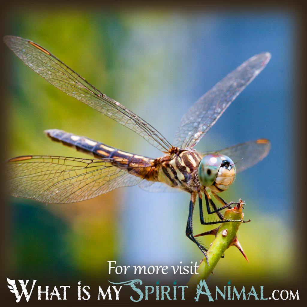 Dragonfly Dream Meaning: What Does It Mean When You See Dragonflies? 1 Dragonfly Dream Meaning: What Does It Mean When You See Dragonflies?