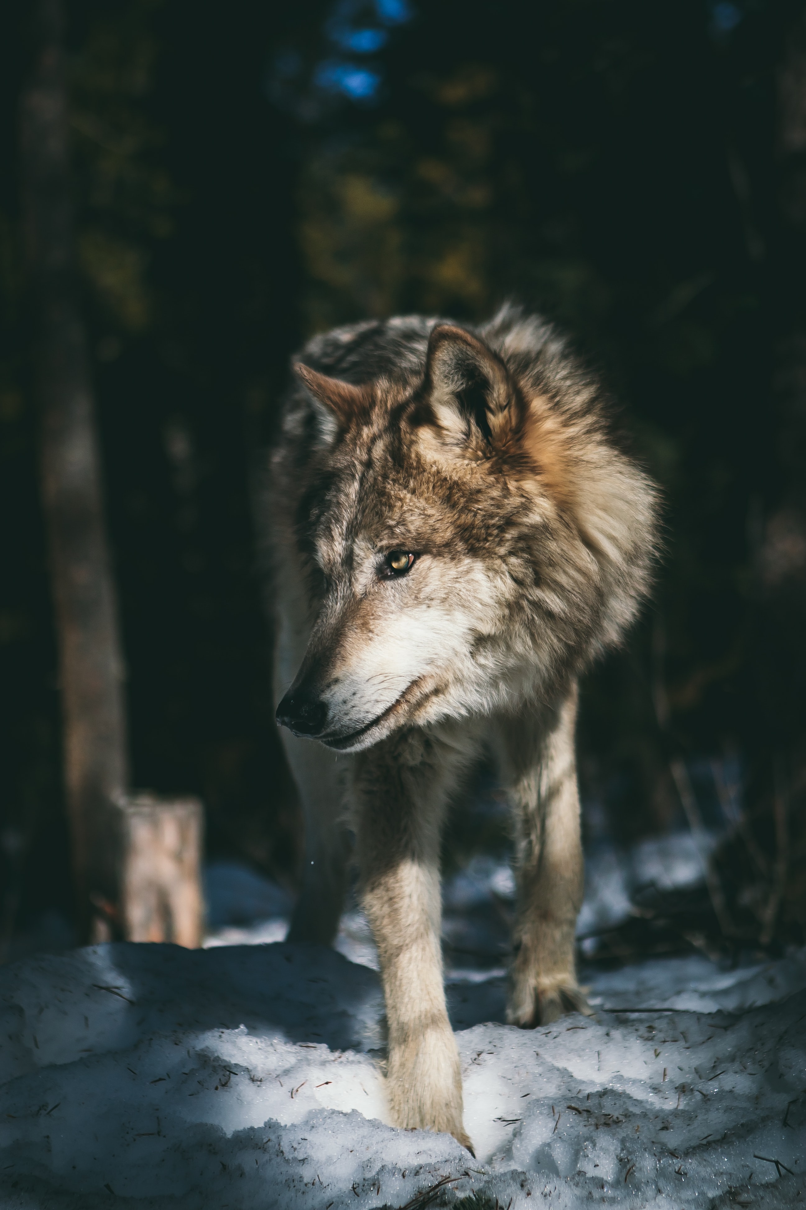 Grey wolf dream meaning: Discover what it signifies when a grey wolf appears in your sleep. 1 Grey wolf dream meaning: Discover what it signifies when a grey wolf appears in your sleep.