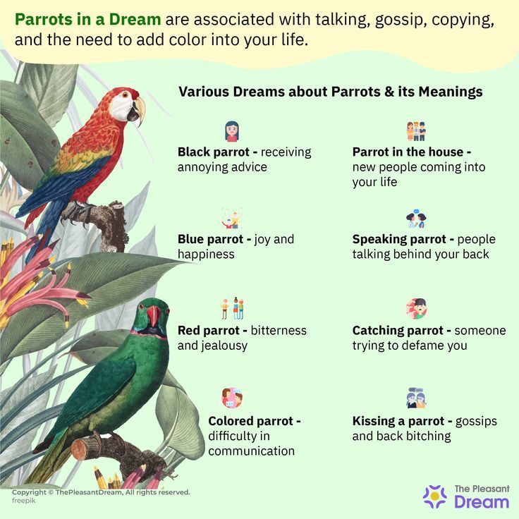 Ever Dreamed of Parrots? Find Out What It Means 2 Ever Dreamed of Parrots? Find Out What It Means