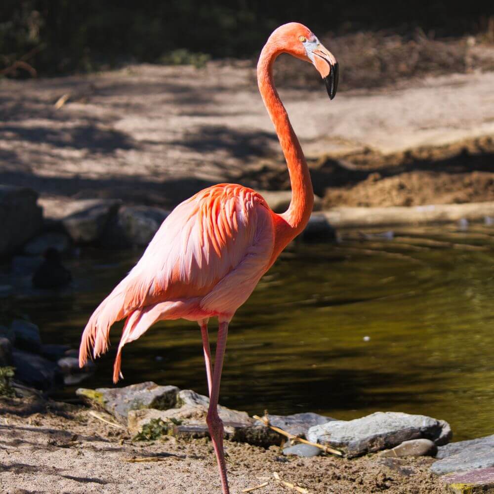 Flamingo Dream Meaning: Good Luck or Bad Sign? 2 Flamingo Dream Meaning: Good Luck or Bad Sign?