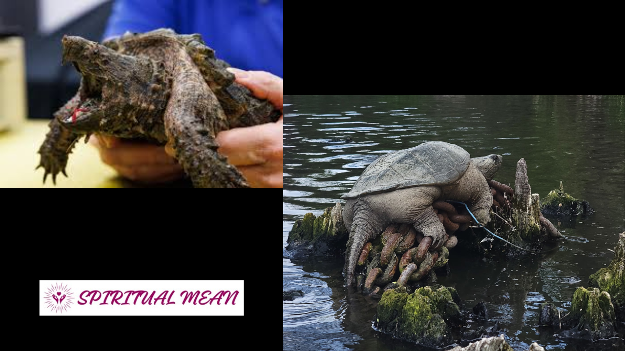 Snapping Turtle Spiritual Meaning: Unlocking Patience and Protection 2 Snapping Turtle Spiritual Meaning: Unlocking Patience and Protection