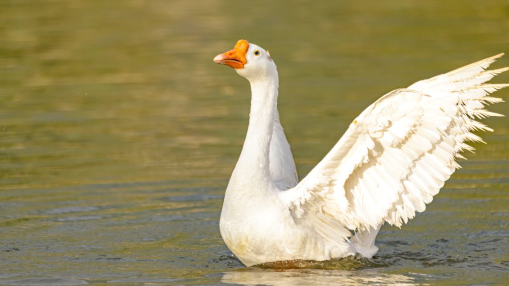 Goose Dream Meaning: Good Luck or Bad Omen? 4 Goose Dream Meaning: Good Luck or Bad Omen?