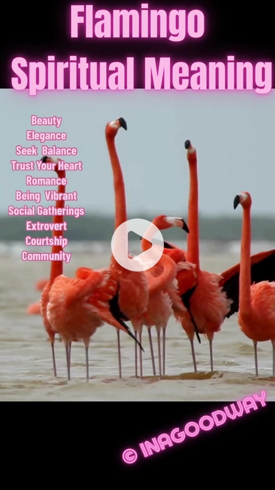 Flamingo Dream Meaning: Good Luck or Bad Sign? 4 Flamingo Dream Meaning: Good Luck or Bad Sign?
