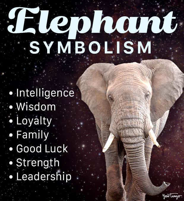 Elephant Ring Meaning: Good Fortune, Strength and Wisdom Explained 3 Elephant Ring Meaning: Good Fortune, Strength and Wisdom Explained