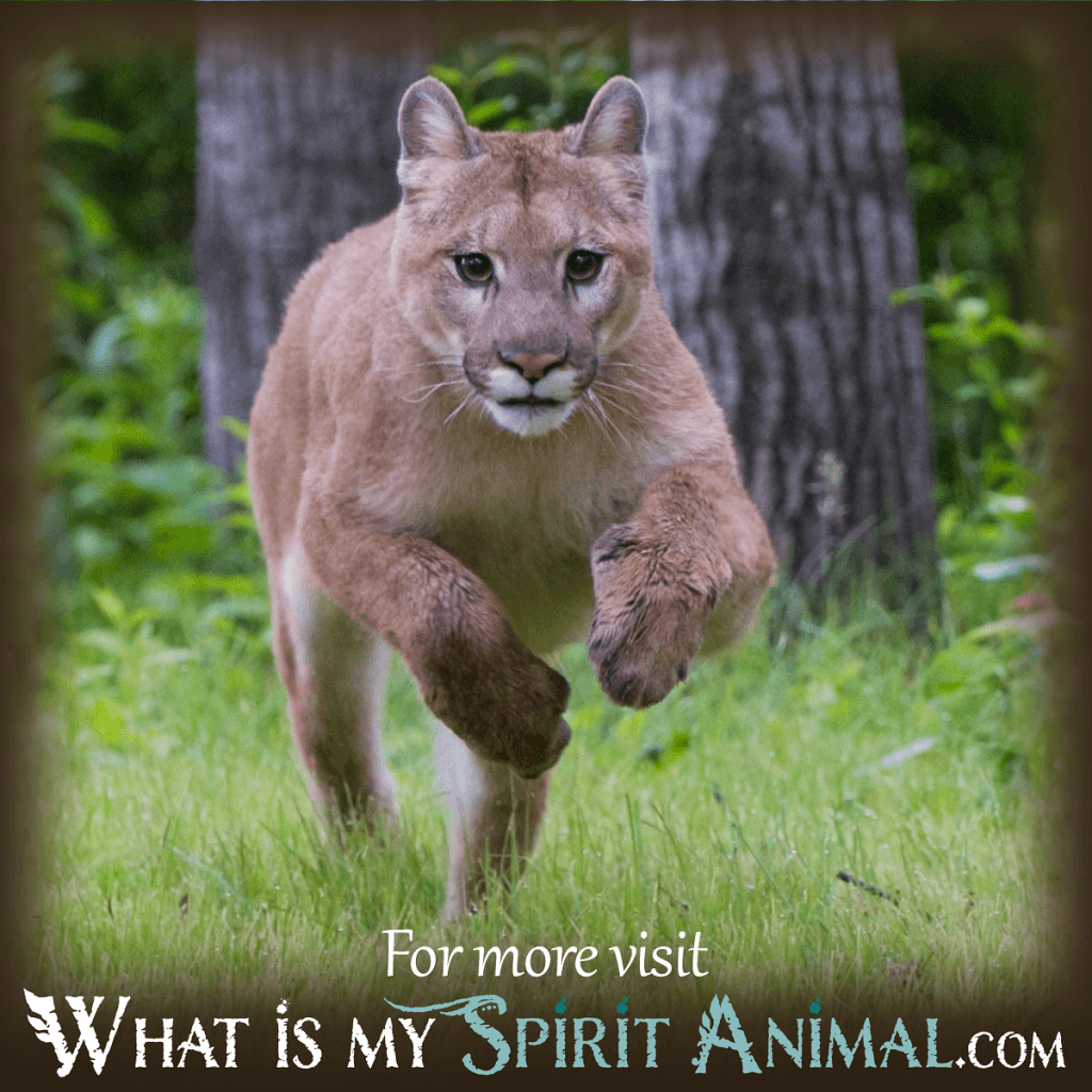 Cougar Dream Meaning: Discover What Your Dream Says 1 Cougar Dream Meaning: Discover What Your Dream Says