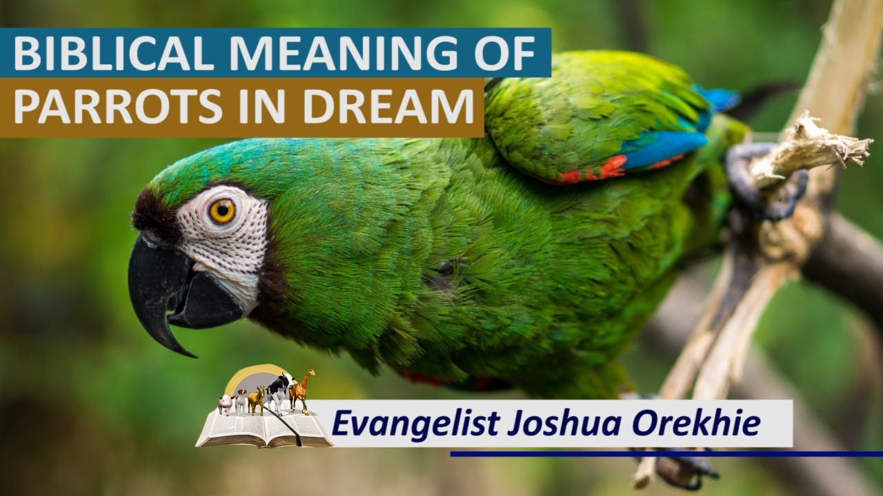 Ever Dreamed of Parrots? Find Out What It Means 1 Ever Dreamed of Parrots? Find Out What It Means