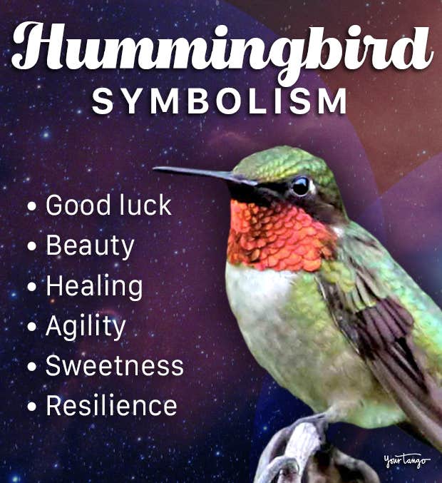 Hummingbird in Dream Meaning: What Your Subconscious Is Trying to Tell You 4 Hummingbird in Dream Meaning: What Your Subconscious Is Trying to Tell You