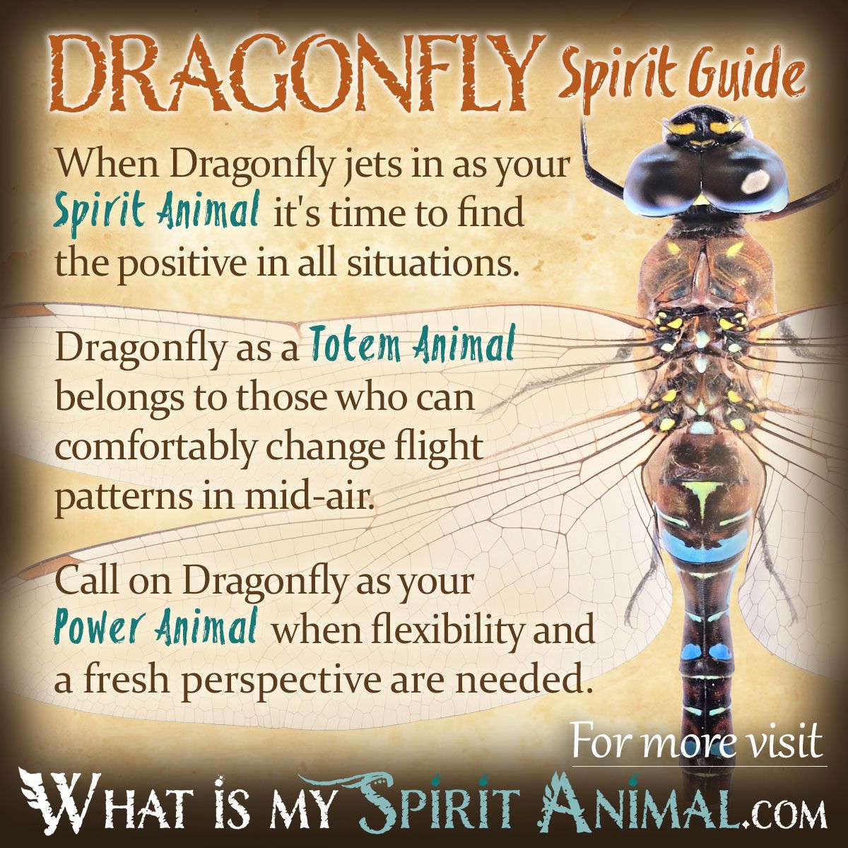 Unlock the Secrets: Dragonfly Dream Symbolism Explained 1 Unlock the Secrets: Dragonfly Dream Symbolism Explained