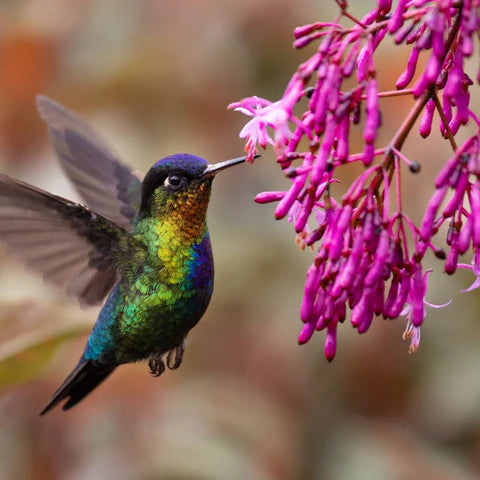 Hummingbird in Dream Meaning: What Your Subconscious Is Trying to Tell You 2 Hummingbird in Dream Meaning: What Your Subconscious Is Trying to Tell You