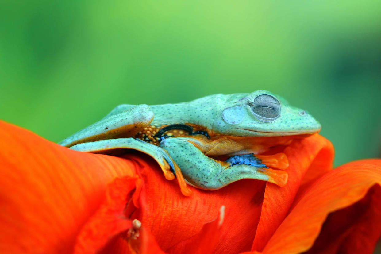 Killing a Frog in Your Dream: A Sign of Transformation or Something Else Entirely? 1 Killing a Frog in Your Dream: A Sign of Transformation or Something Else Entirely?