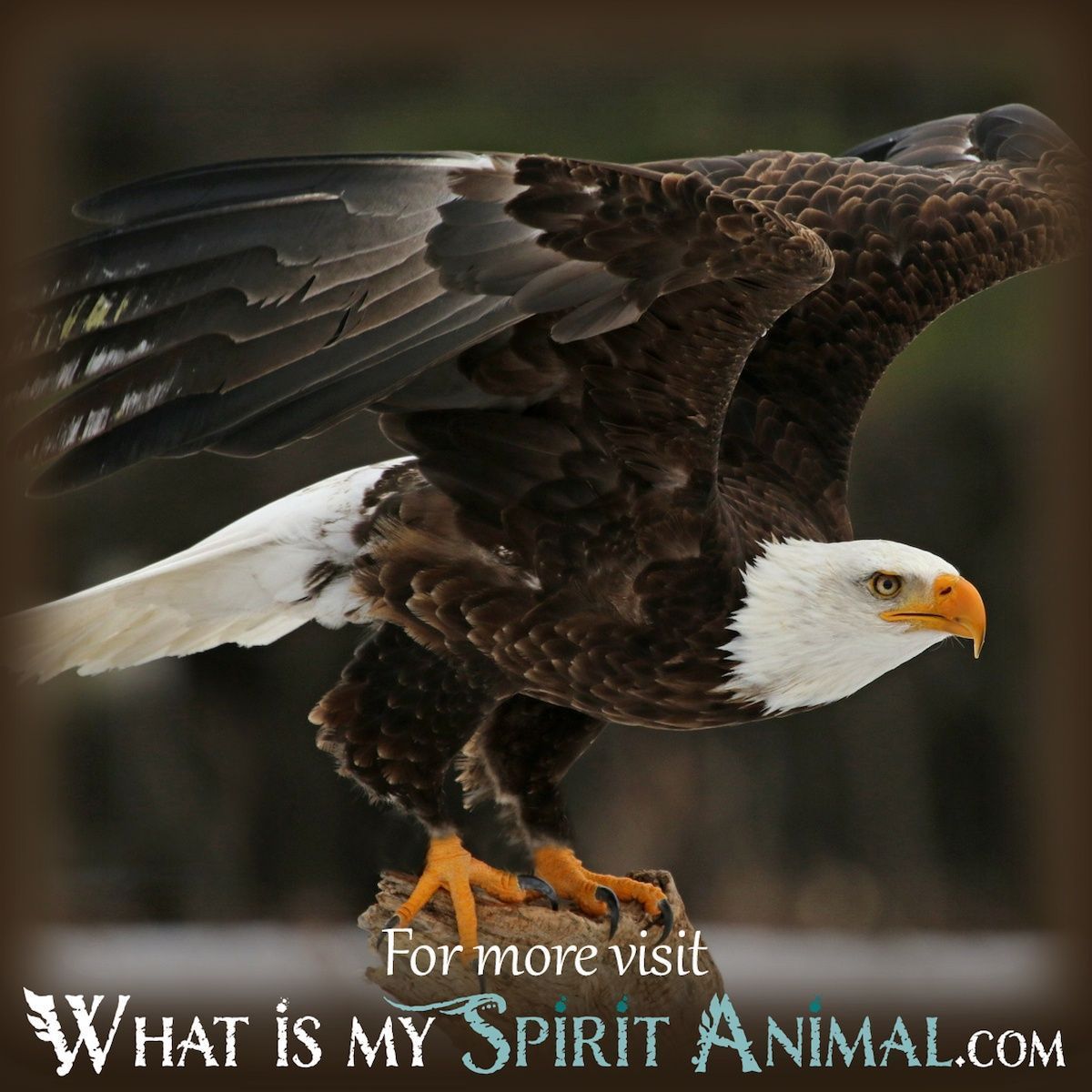 Eagle in Dream Meaning: What Does It Really Mean? 1 Eagle in Dream Meaning: What Does It Really Mean?